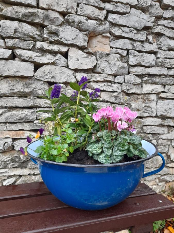 Authentic Istria&Pet Friendly Apartment Banko Near Rovinj 坎法奈尔 外观 照片